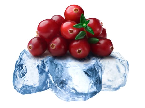 Pile of wild  cranberries freezing on roughly crushed ice
