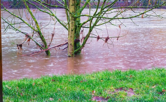 ESSEN, NRW, GERMANY - FEBRUARY 04, 2016:.Tree in the middle of the flood in the river the Ruhr near the city Essen Werden by storm, wind and heavy rain..