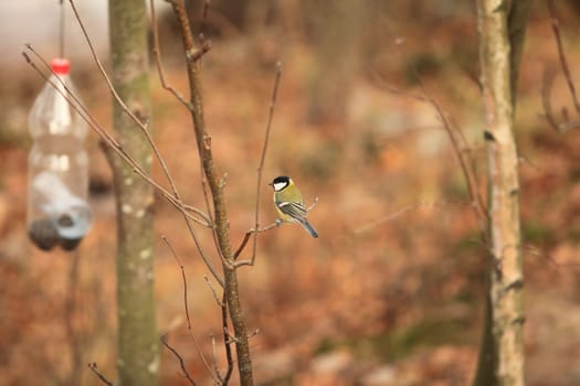 tit bird sits on a branch at the feeding trough