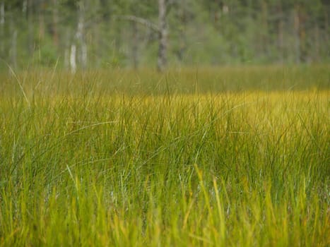 Grass in a field, green meadow