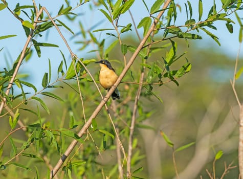 A Black-capped Donacobius in the Pantanal in Pantanatl National Park in Brazil