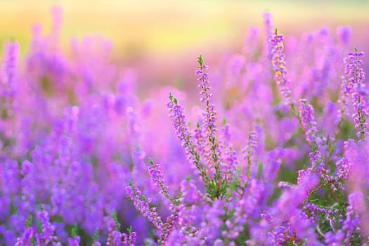 flowering Heather, Calluna vulgaris in the morning backlight