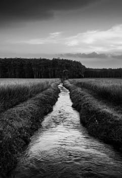 Rice field rural with colorful of sky in twilight, Green field rural countryside, Black and white and monochrome style