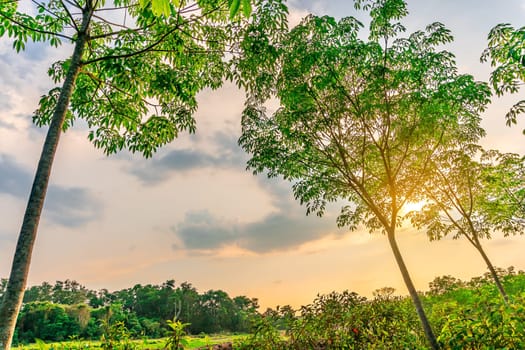 Plantation latrx rubber or para rubber tree or tree rubber with leaves branch in southern Thailand