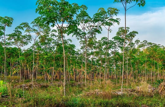 Para rubber tree, latex rubber plantation and tree rubber in southern Thailand