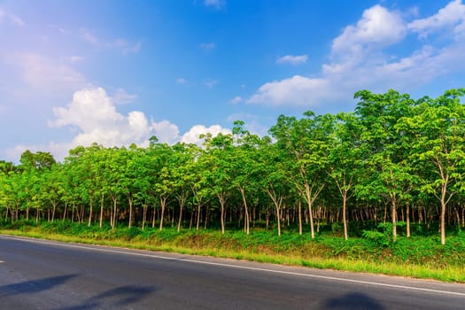 Latex rubber plantation or para rubber tree or tree rubber with road way in southern Thailand
