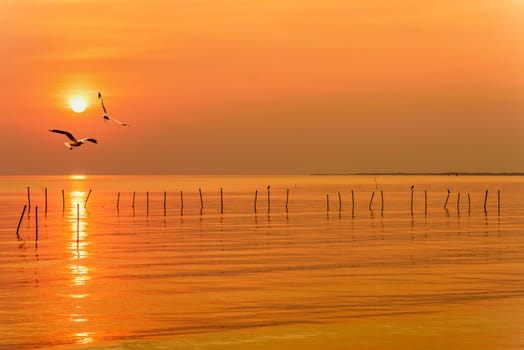 Pair of seagulls in yellow, orange sky and bright sun at sunrise, Happy animal in beautiful nature landscape for background, Two birds flying above the sea, water and horizon ocean at sunset, Thailand