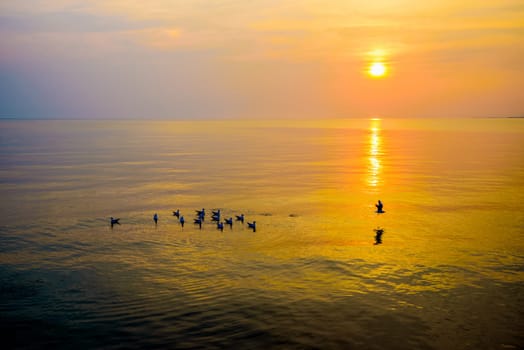 Flock of seagulls birds floating in the sea, the bright sun on the orange, yellow colorful sky sunlight reflect the water, Animal in beautiful nature landscape at sunrise, sunset background, Thailand