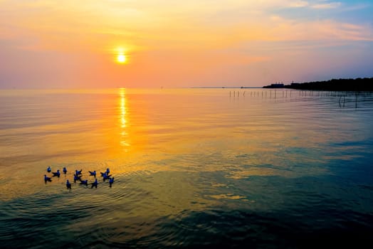 Flock of seagulls birds floating in the sea, the bright sun on the orange, yellow colorful sky sunlight reflect the water, beautiful nature landscape at sunrise, sunset background at Bangpu, Thailand