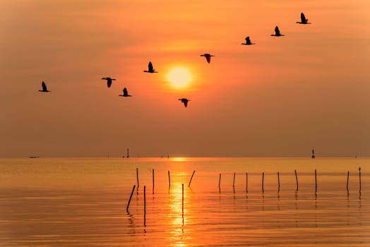 Flock of seagulls bird flying in a line through the bright yellow sun on orange light sky and sunlight reflect the water of the sea beautiful nature landscape at sunrise, sunset background, Thailand