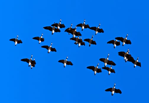 A small flock of Canadian Geese fly on the background the blue sky.