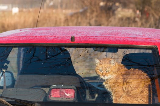 Cat in the back of car looking through the window. Traveling with a pet. red, orange cat is sitting in red auto. Train your cat to travel together. Reducing Cat Stress during Car Rides. Cat is inside a car. A ginger cat used to riding in a car.