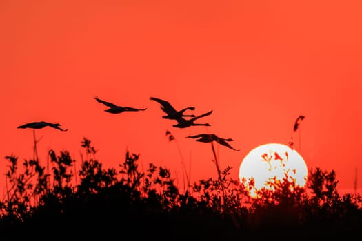sunset in the Danube Delta, Romania, Europe
