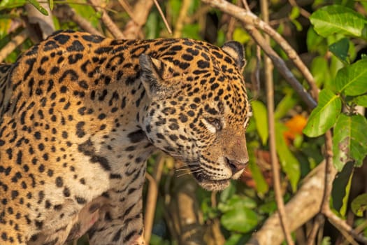 Jaguar Staring at his Prey in Pantanal National Park in Brazil