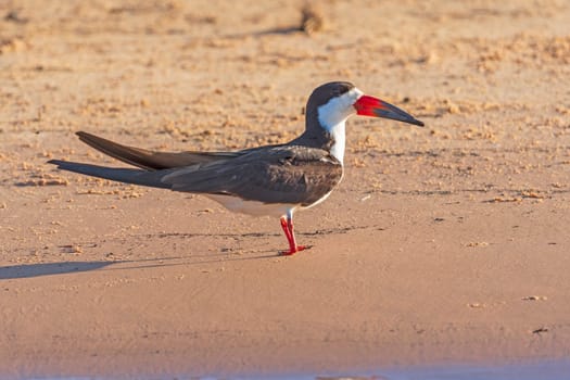 Black Skimmer on a Tropical Sandbar Pantanal National Park in Brazil