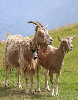 Goat and goat on an alpine pasture at the mountain lake in South Tyrol