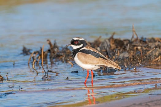 Pied Plover on a Wetland Shore in Pantanal National Park in Brazil