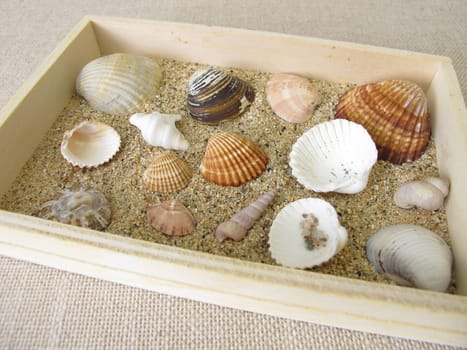 Shells, snails and sand from the beach in a small wooden box