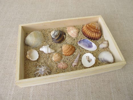 Shells, snails and sand from the beach in a small wooden box
