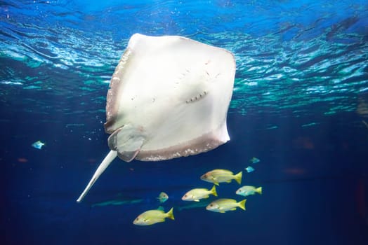 Manta ray floating underwater near coral reef