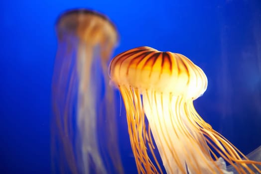 Orange jellyfish (Chrysaora fuscescens or Pacific sea nettle) in blue ocean water