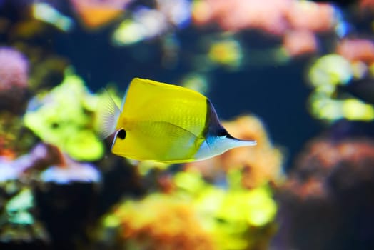 Tropical fish near coral reef with blue ocean water