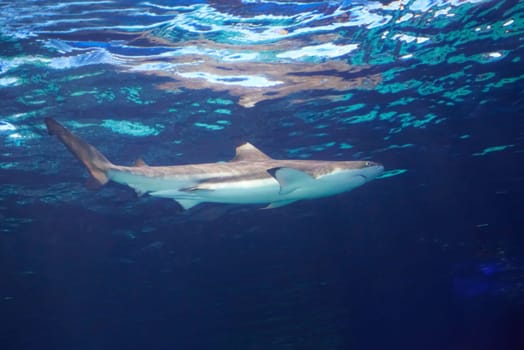 Caribbean reef shark (Carcharhinus perezii) in the blue ocean water