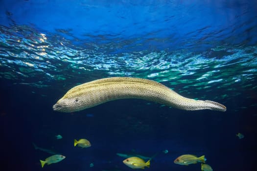 Moray Muraena fish (Gymnothorax favagineus) hunting underwater. Blue water background.
