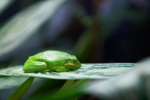 Green tree frog (Litoria caerulea) sleeping on the tree