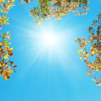 Autumn leaves with the blue sky background