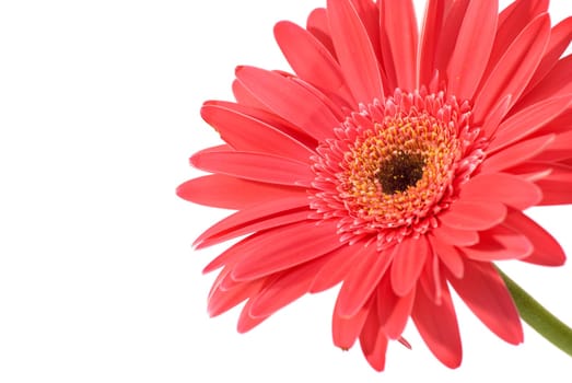 Red flower gerbera isolated on white background