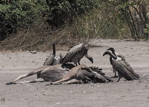 White-backed vultures eat the carcass of a dead Greater Kudu, Chobe National Park, Botswana