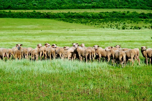 Herd of sheeps on the green field.