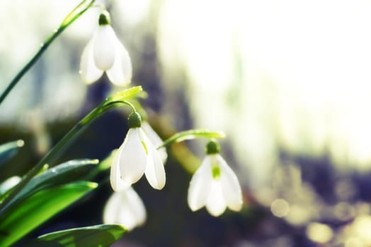Spring snowdrop flowers in the forest