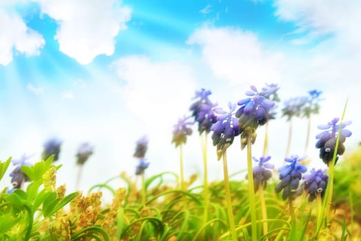 Blue flowers hyacinthes on the green grass with sun and blue sky