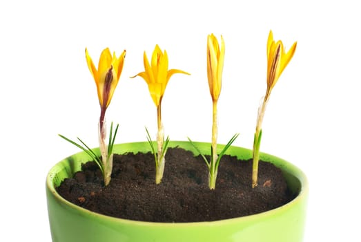 Yellow flowers saffron (crocus sativus) with green leaves in the flowerpot isolated on white