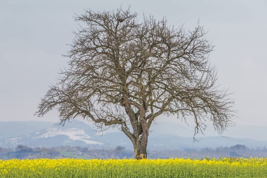 Global warming weather with single big tree in nature. Artificial ecology scene shows cold snowy branches and warm rapeseed at bottom.