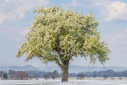 Global warming weather with single big tree in nature. Artificial ecology scene shows warm blooming blossoms and cold snowy ground.