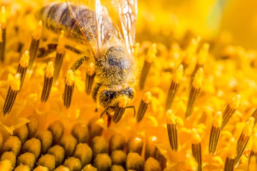 Animal sitting at summer sun flower and collect for important environment ecology sustainability. Awareness of nature climate change.