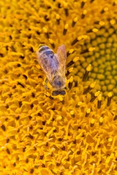 Animal sitting at sunny summer sun flower. Important collect environment ecology sustainability. Awareness of nature climate change.