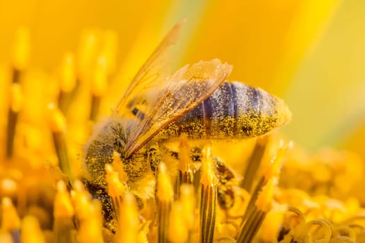 Animal sitting at summer sun flower and collect for important environment ecology sustainability. Awareness of nature climate change.