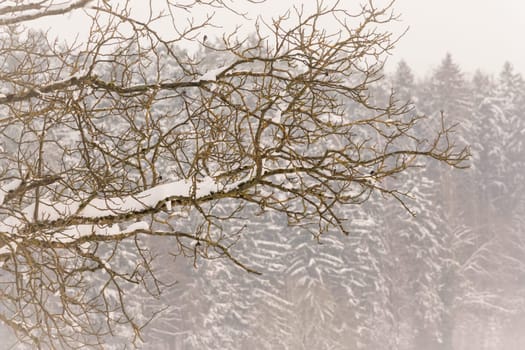 Wonderful cold north weather scene at xmas time season. Icy frost and silence at beautiful country landscape. Part of cool series.
