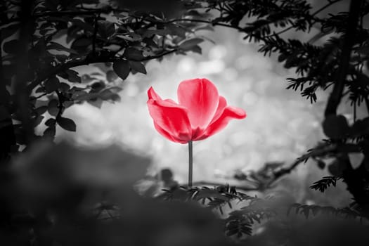 The flower is symbol for power of life and mind strength beyond grief death and sorrows. Also symbolizes healing of stress or burnout.
