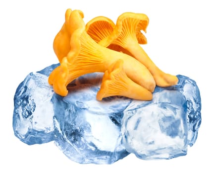 Chanterelle mushrooms freezing on rough crushed ice