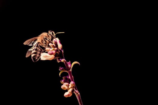 The insect is sitting and collecting on a blossom at the left side of the picture. Colorful, isolated on black with copyspace.