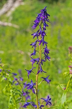 Subalpine Larkspur in the Mountains in Cedar Breaks National Monument in Utah