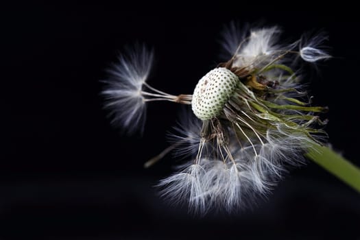 Withered dandelion with dark background. Close-up of dandelion seeds