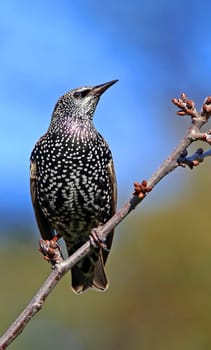 Telephoto Star Sturnus vulgaris