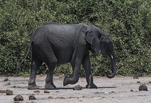Big African elephant in the Chobe National Park in Botswana