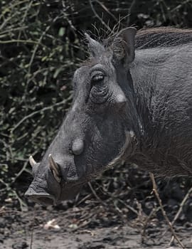 A common Warthog Phacochoerus africanus runs alone through thick bushes